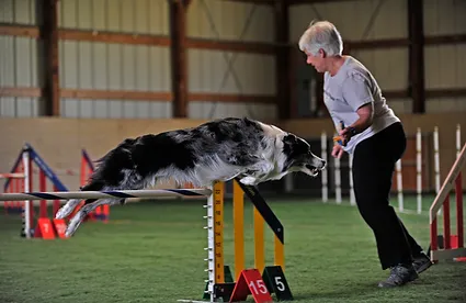 skyline agility club