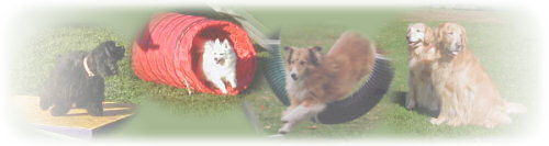 Home Skyline Agility Club home-skyline-agility-club