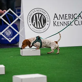 skyline agility club