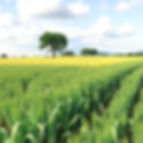 Multigrain Farming.jpg