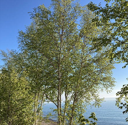 springatthebeach.jpg
