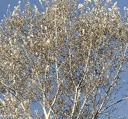 silverbirchbluesky.jpg