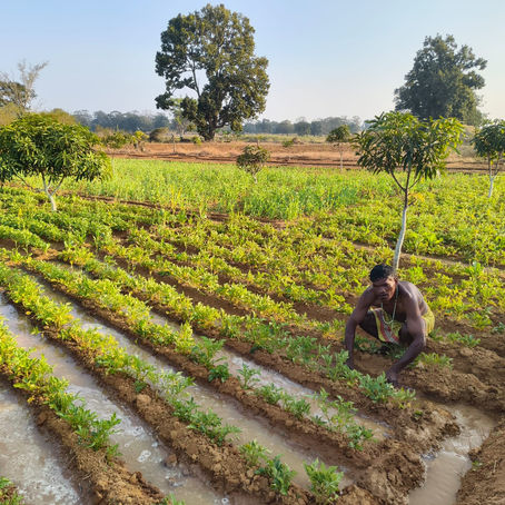 Success Against All Odds – A Tribal Farmer's Story