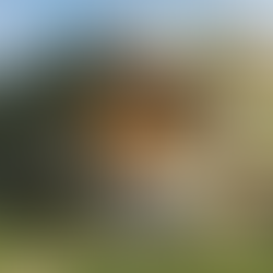 AiMON 스튜디오 바니