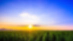 Hemp Field Sunrise 4.jpg