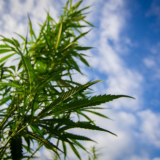 hemp branch and sky - Copy.jpg