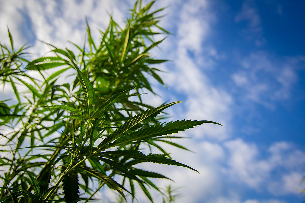 Thumbnail: GENUINE LIBERTY 3000MG 1 OZ. FULL-SPECTRUM CBD TINCTURE