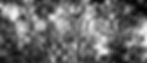 Black & White tree branches distorted.jp