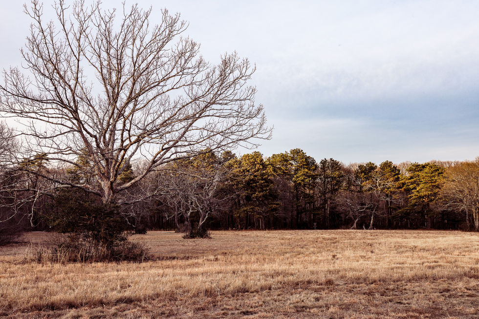 "Open Field"