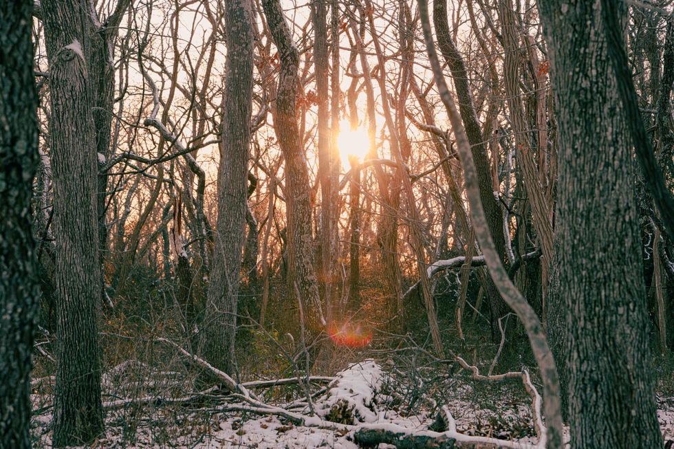"Sun Shine Through The Twisted Trees"
