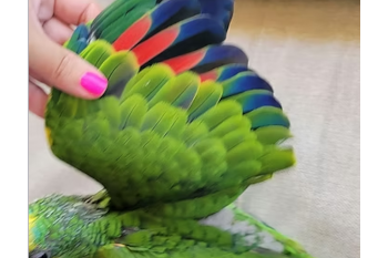 African Grey Congo88.png