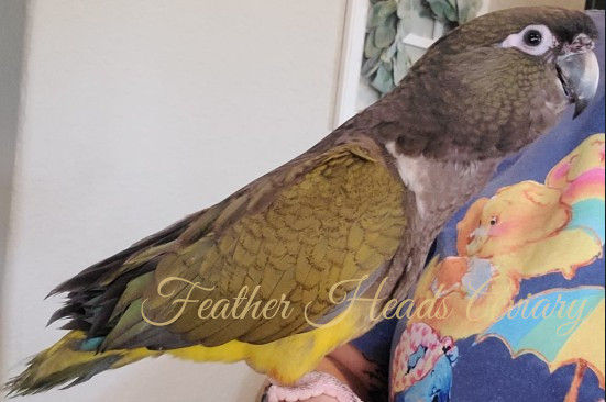 African Grey Congo77.png