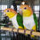 Thumbnail: White Belly Caique