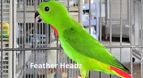 Bali Mynah, Great Billed, Red Vented Cockatoo, Philipine Blue Nape, Hanging Parrot Blue Crown Conservation Program