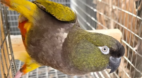 Alexandrine Parakeet, Black Caped Caique, Eclectus Parrot Male and Female, Golden Conure, White Belly Caique