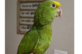 African Grey Congo88.png