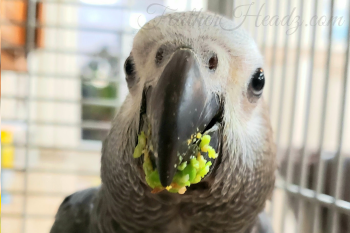 African Grey Congo77.png