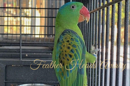 Bali Mynah, Great Billed, Red Vented Cockatoo, Philipine Blue Nape, Hanging Parrot Blue Crown Conservation Program