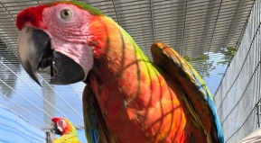 Transparent Glass Flower