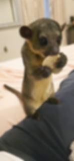 Kinkajou1.jpg