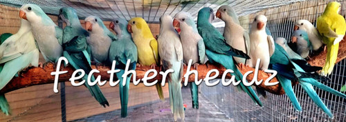 Quaker baby mixed rare colors | Feather Headz Aviary
