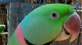 Transparent Glass Flower