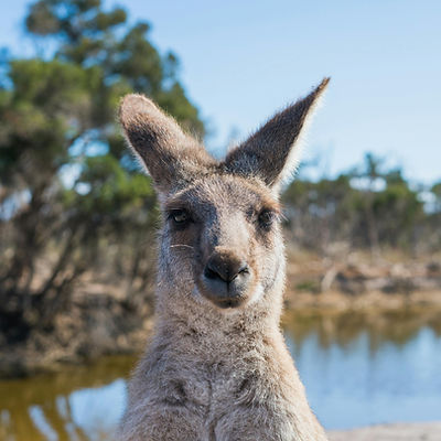 Australian Memories