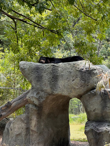Black bear resting on a custom-built rock formation