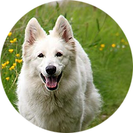 AA 006 Vitrival mai 2010.png