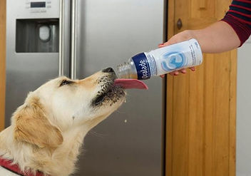 oralade chien qui boit.jpg