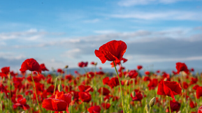 A Visualization- July 7, 2022