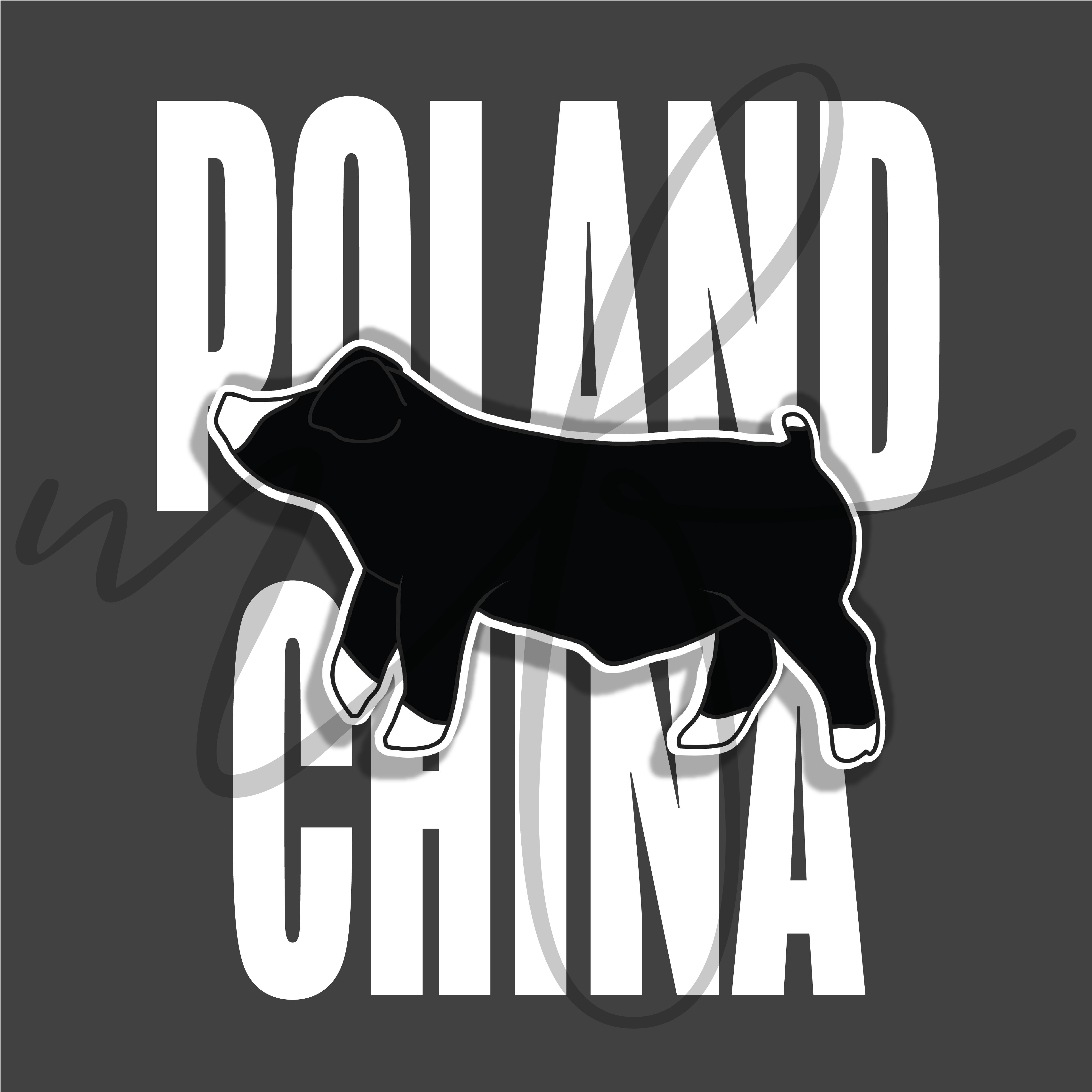 Poland China Graphic