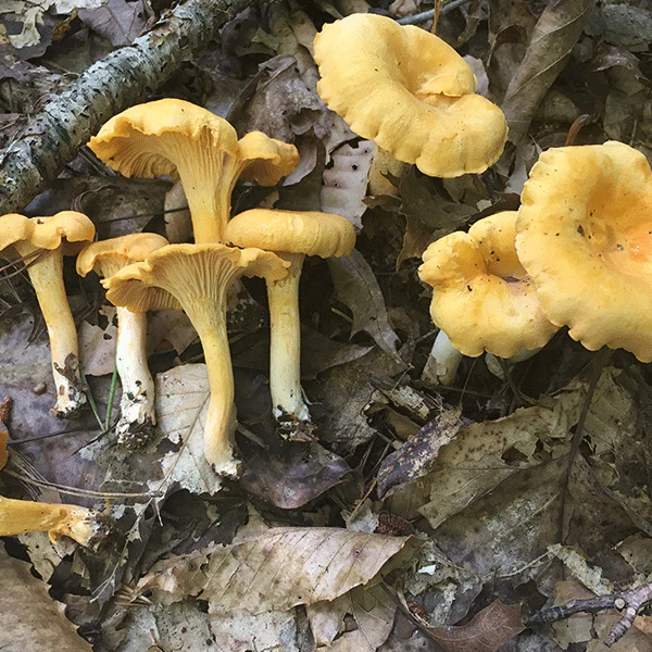 Wild Mushroom Safety Certification - ZOOM