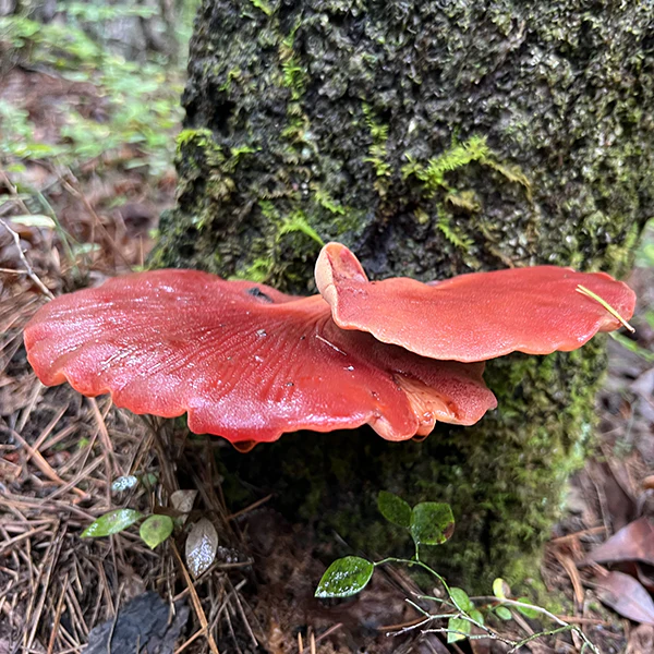 Wild Mushroom Food Safety Certification Course