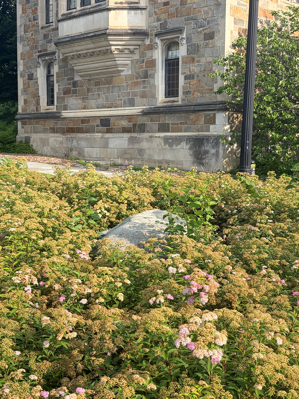 A rustic stone-ringed flower bed spotted in Ann Arbor, MI
