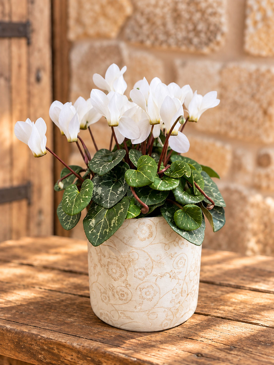 CYCLAMEN
