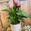 Miniature : CALLA