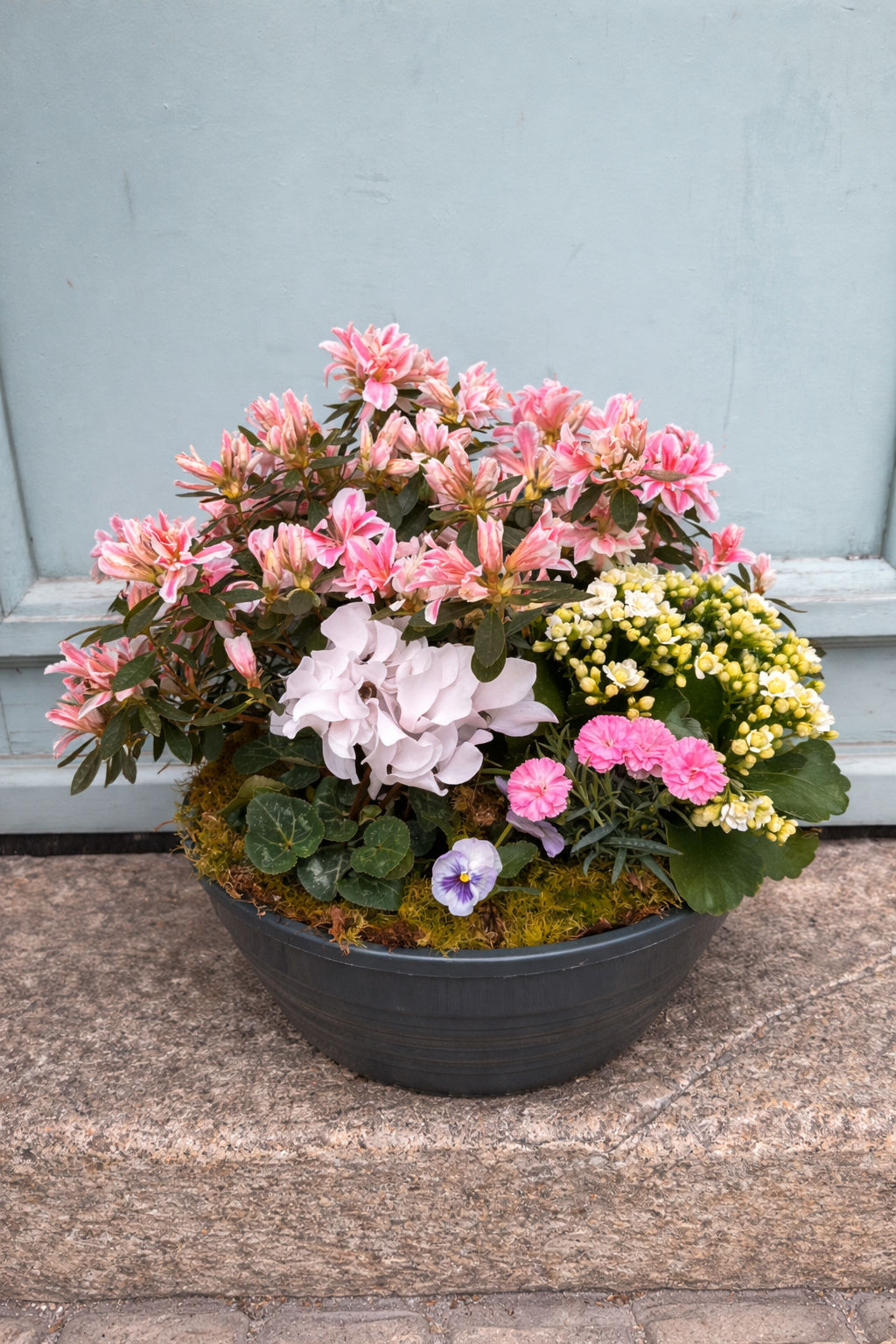 COUPE DE PLANTE DOUCEUR