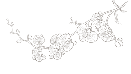 flower1 (1)_edited.png
