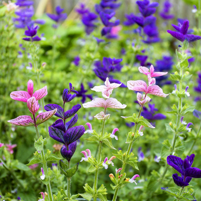 SALVIA Veridis Mix