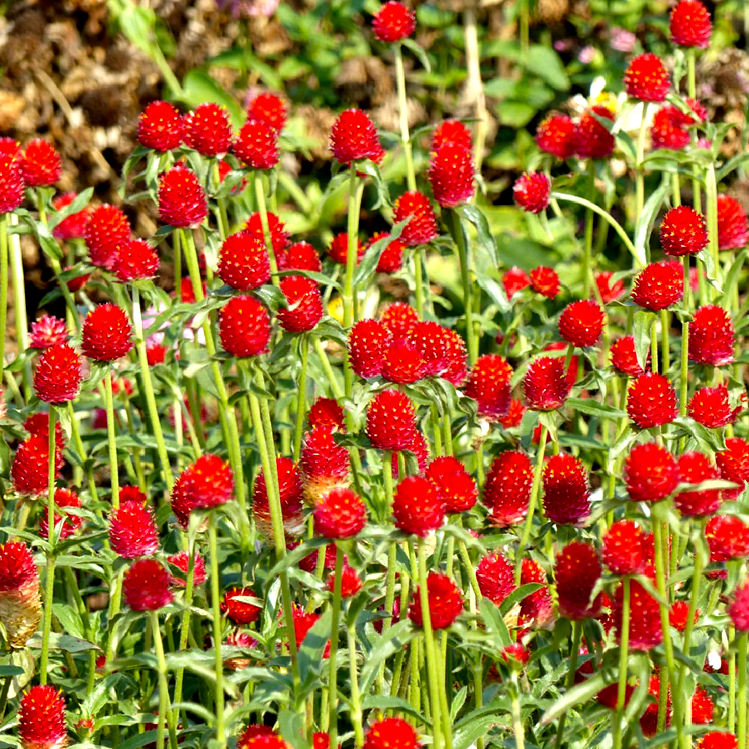GOMPHERA Red