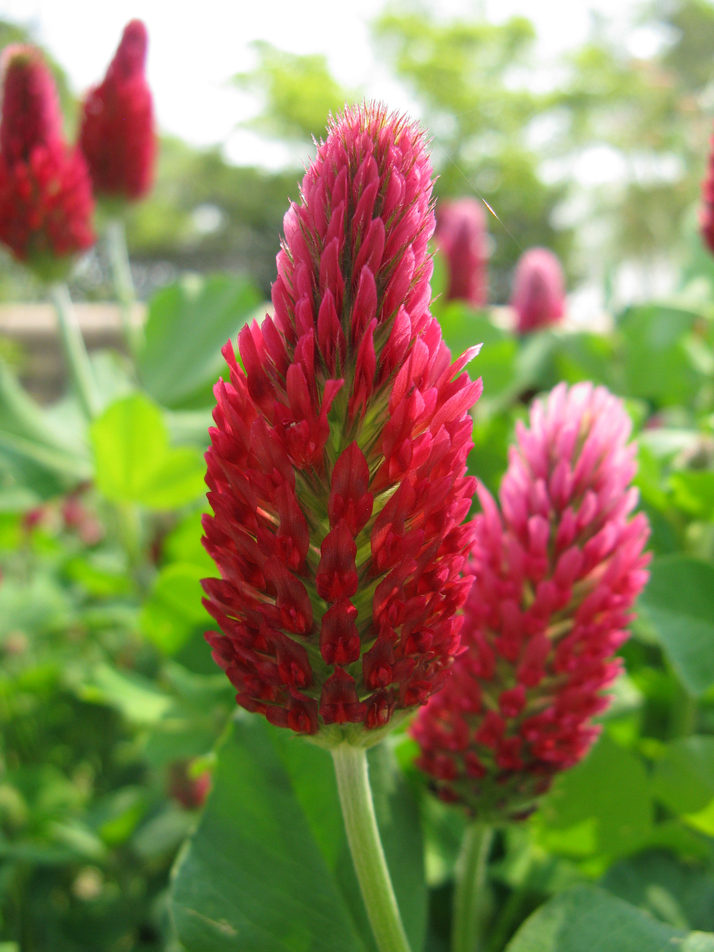 INKARNAT Clover