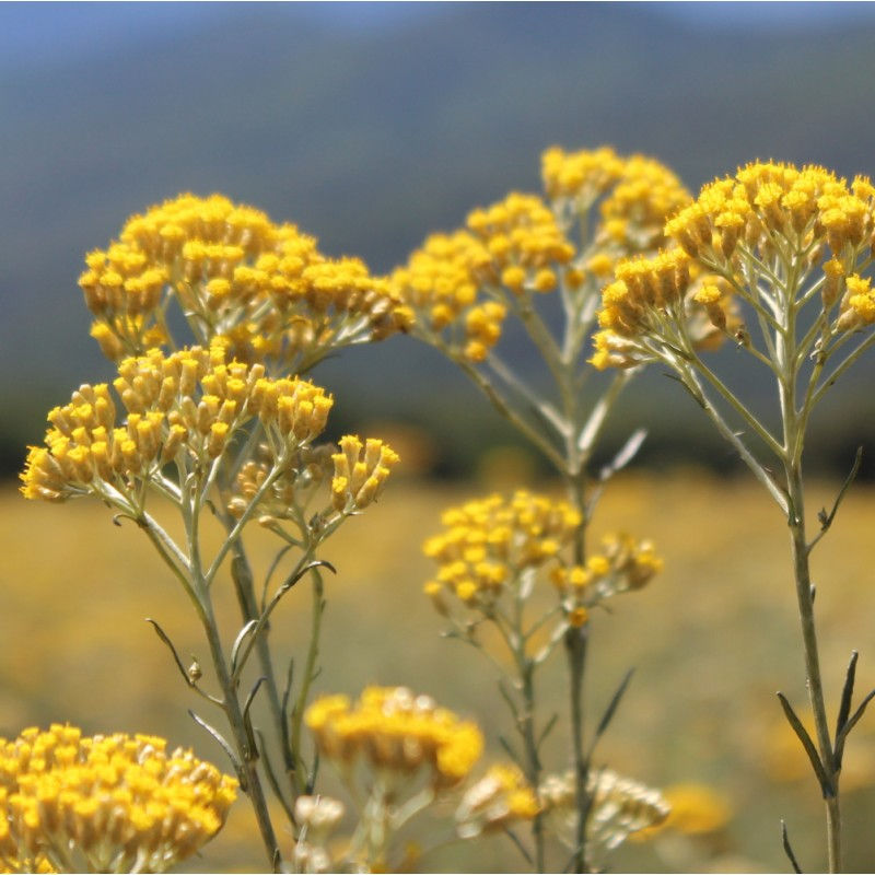 IMMORTELLE / Helichrysum italicum