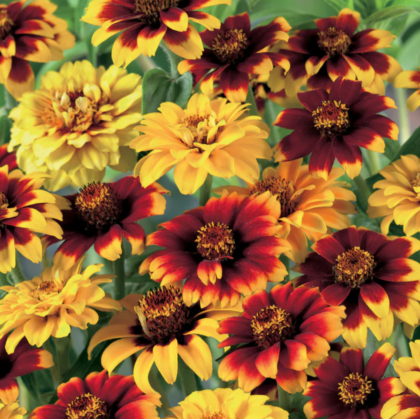 ZINNIA Mexicana