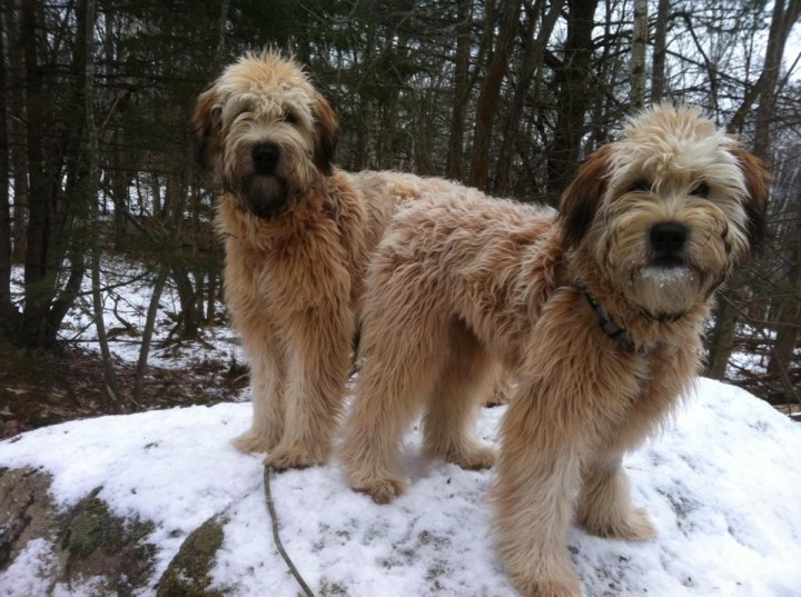 wheatador puppies