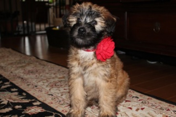 Whoodle CT S'Wheaten Your Life Wheatens, Whoodles