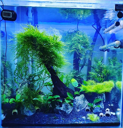 oa_tarde_pessoal!_Lindo_aquário_plantad