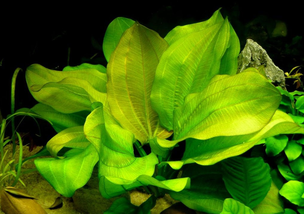 Echinodorus Cordifolius