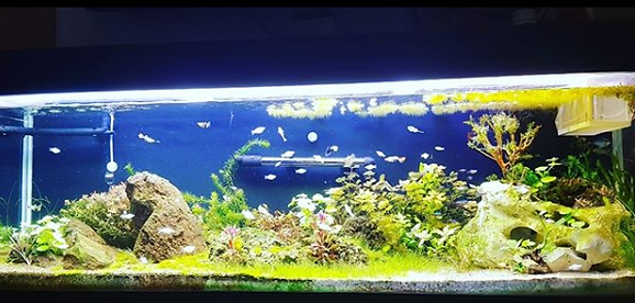 Boa_noite_pessoal!_Lindo_aquário_planta