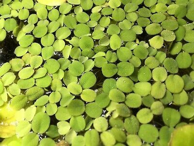 Miniatura: Salvinia Minima 20 Mudas